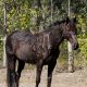 horse rescue, horse rehabilitation, horse education