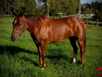 horse rescue, horse rehabilitation, horse education