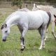 fleur - horse rescue, horse rehabilitation, horse education