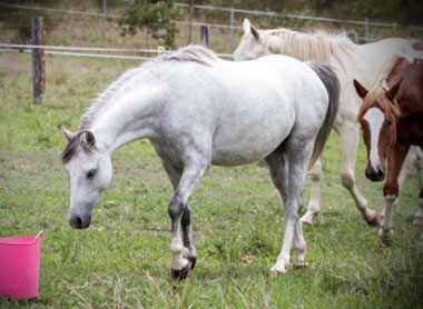 fleur - horse rescue, horse rehabilitation, horse education