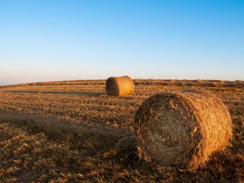 Buy A Bale of hay