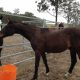 horse rescue - horse adoption