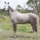 Diesel the stallion adopted - horse rescue and rehabilitation