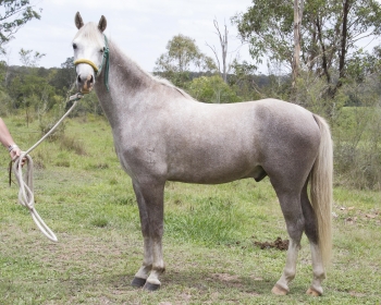 Diesel the stallion adopted - horse rescue and rehabilitation