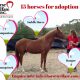 Horse adoptions needed, horse rescue and rehabilitation