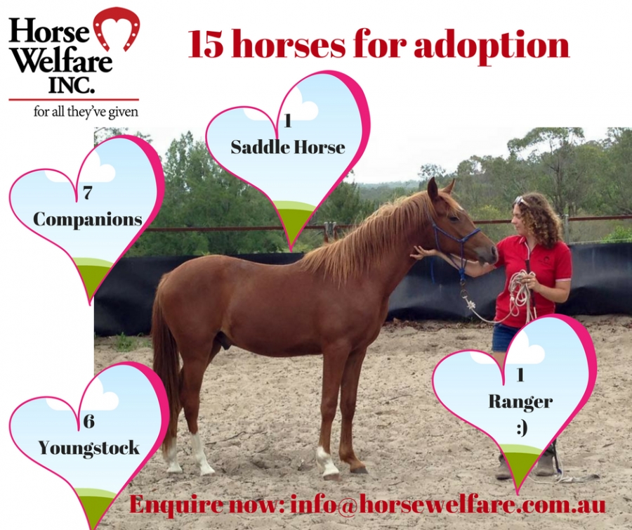 Horse adoptions needed, horse rescue and rehabilitation