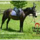 Campbell - adopted - horse rescue - horse rehabilitation