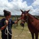 Scout Has a Home - horse adoption - horse rescue