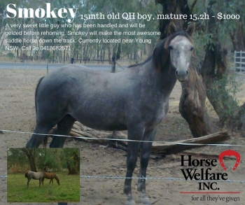 Smokey is a pureberd QH - adopted
