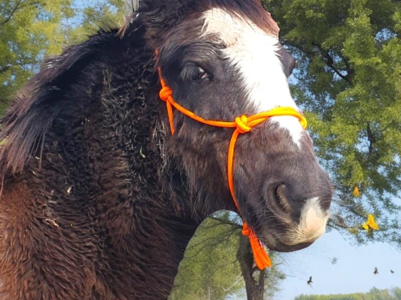 Zambi - Gypsy cob cross 5 month old black filly with a blaze