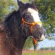 Zambi - Gypsy cob cross 5 month old black filly with a blaze