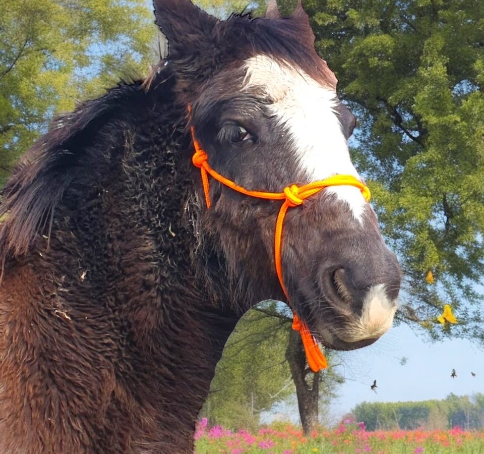 Zambi - Gypsy cob cross 5 month old black filly with a blaze